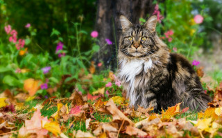 Cat leaves forest flowers autumn - a tree in the background free wallpaper
