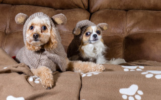 Shiba inu dogs sweaters couch - a couch together free wallpaper