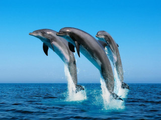 Dolphins jumping ocean blue sky - two dolphin free wallpaper