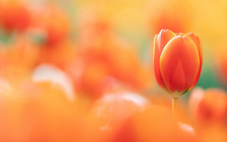 Orange tulip field blurry background - orange flower free wallpaper for desktop