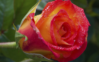 Red rose water droplets macro 58 - anne dunn free wallpaper for desktop