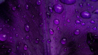 Purple flower water droplets macro 37 - petal free wallpaper