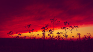 Red sky clouds plants dusk - chris friel free wallpaper