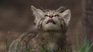 Cat tongue out bamboo blue - its tongue free wallpaper