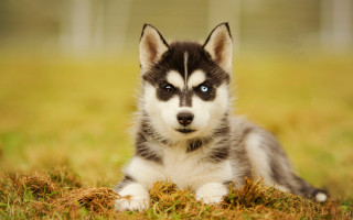 Husky puppy blue eyes sad - husky free wallpaper for desktop