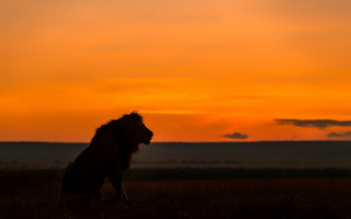 Lion sitting grass sunset clouds - a lion free wallpaper for desktop
