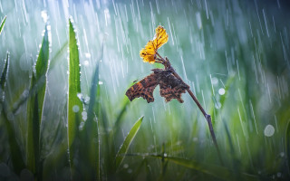Yellow flower rain water droplets 2 - arthur quartley free wallpaper
