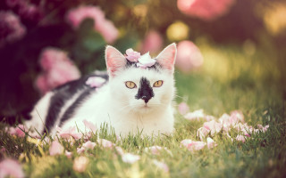 Cat flower grass bokeh cherry - the grass free wallpaper