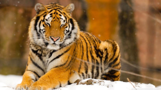 Tiger snow falling blurry depth - a tiger free wallpaper for desktop