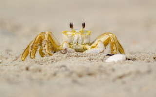 Crab beach sand shells macro - aquirax uno free wallpaper for desktop