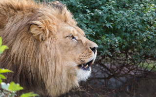 Lion mane bush trees open - a lion free wallpaper