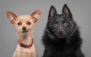 Dogs black brown gray background - two dog free wallpaper