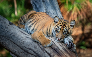 Tiger cub laying on branch - a tiger cub free wallpaper
