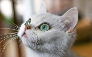 White cat green eyes looking 3 - a white cat free wallpaper