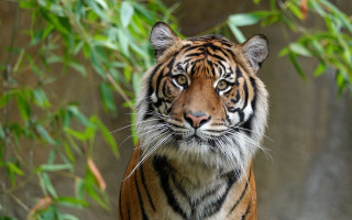 Tiger forest rocks leaves bamboo - a tiger free wallpaper