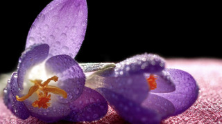 Purple flowers water droplets macro 2 - a pink surface free wallpaper
