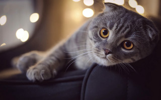 Cat couch light blurry eyes - a blurry background behind free wallpaper