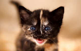 Small kitten blue eyes surprised - a beige background free wallpaper