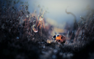 Ladybug grass dew plant macro - field next free wallpaper