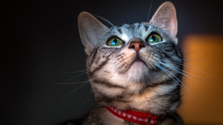 White cat blue eyes macro - a red collar free wallpaper