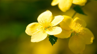 Yellow flower green leaves macro 4 - the background and a blurry background behind free wallpaper for desktop