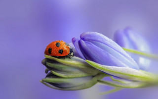 Ladybug purpleflower greenstem purplebackground macroart - a lady bug free wallpaper