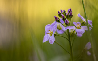 Closeup flower butterfly macro art - a blurry background of grass free wallpaper