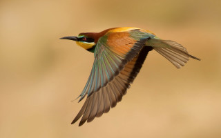 Colorful bird flying wings spread 4 - free bird wallpaper