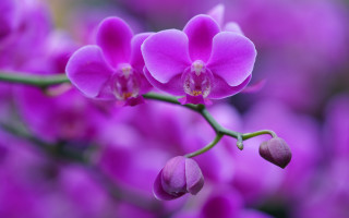 Purple flower bokeh macro stem - stem free wallpaper for desktop