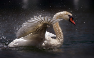 Swan water spread wings impressionist - graceful free wallpaper
