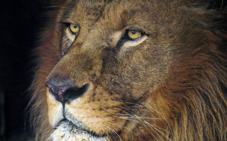 Lion closeup cataleopard naturalism airbrush - a black background and a blurry background behind free wallpaper
