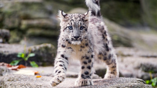 Snow leopard rocky outdoor photorealistic - a rocky area free wallpaper for desktop