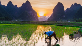 Woman ricefield sunset mountains outdoors - dai xi free wallpaper