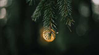 Pine branch light bulb microscopic - a light bulb free wallpaper