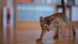 Cat wooden floor bookshelf blurry - fluxus free wallpaper