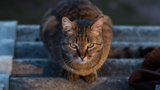 Cat stairs yellow eyes blurry - symmetrical eye free wallpaper