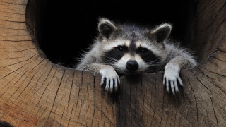 Raccoon peeking tree hollow animal - darrell riche free wallpaper for desktop