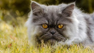 Cat yellow eyes laying in - yellow eye free wallpaper