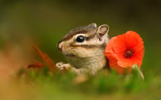Chipper chipmunk flower grass blurred - chippy free wallpaper for desktop