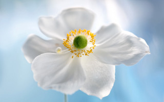 White flower green center blue - blue background free wallpaper for desktop