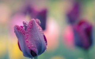 Purple flower water droplets macro 35 - rich moody colours free wallpaper