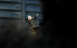 Black cat fence night blurry - in the dark free wallpaper