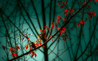 Tree branch red leaves blue - derold page free wallpaper