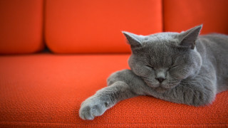 Gray cat orange couch sleeping - its eye free wallpaper