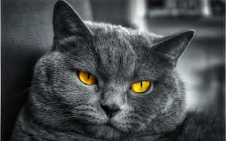 Black cat yellow eyes couch - symmetrical eye free wallpaper