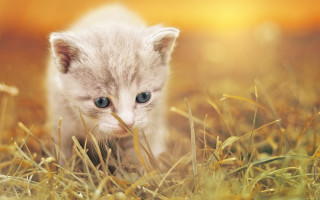 Small kitten grassy field stick - a grassy field free wallpaper