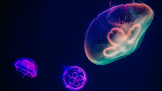 Jellyfish hologram biome luminous planet - the dark water free wallpaper