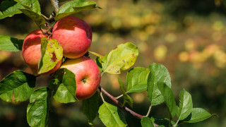 Apple branch leaves fall vibrant - fall vibrancy free wallpaper