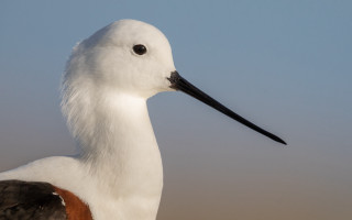 White bird brown patch portrait - a white bird free wallpaper