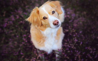 Dog purpleflowers sad look outdoor - purple flower free wallpaper for desktop